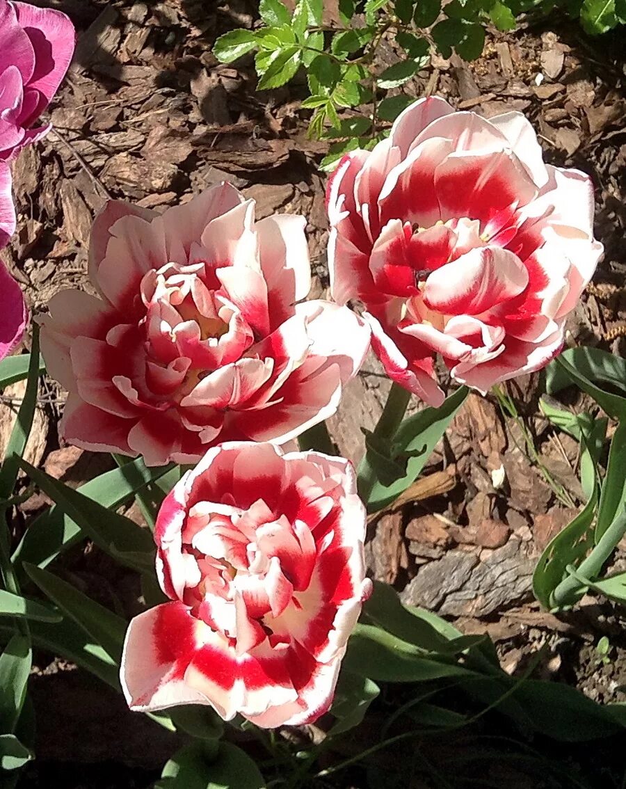 тюльпан оптом покровский рынок. тюльпаны лазаревское. тюльпан сорт палаццо. тюльпан крупный бутон. головинка лириодендрон.