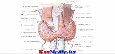 Сексуалдық автобус