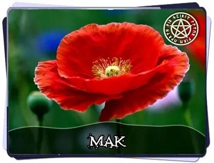Мак свойства