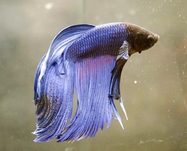 У какой рыбы хвост. Петушок халф Мун. Рыбка петушок вуалевый. Петушок вуалевый синий. Рыбка петушок вуалевая фиолетовая.