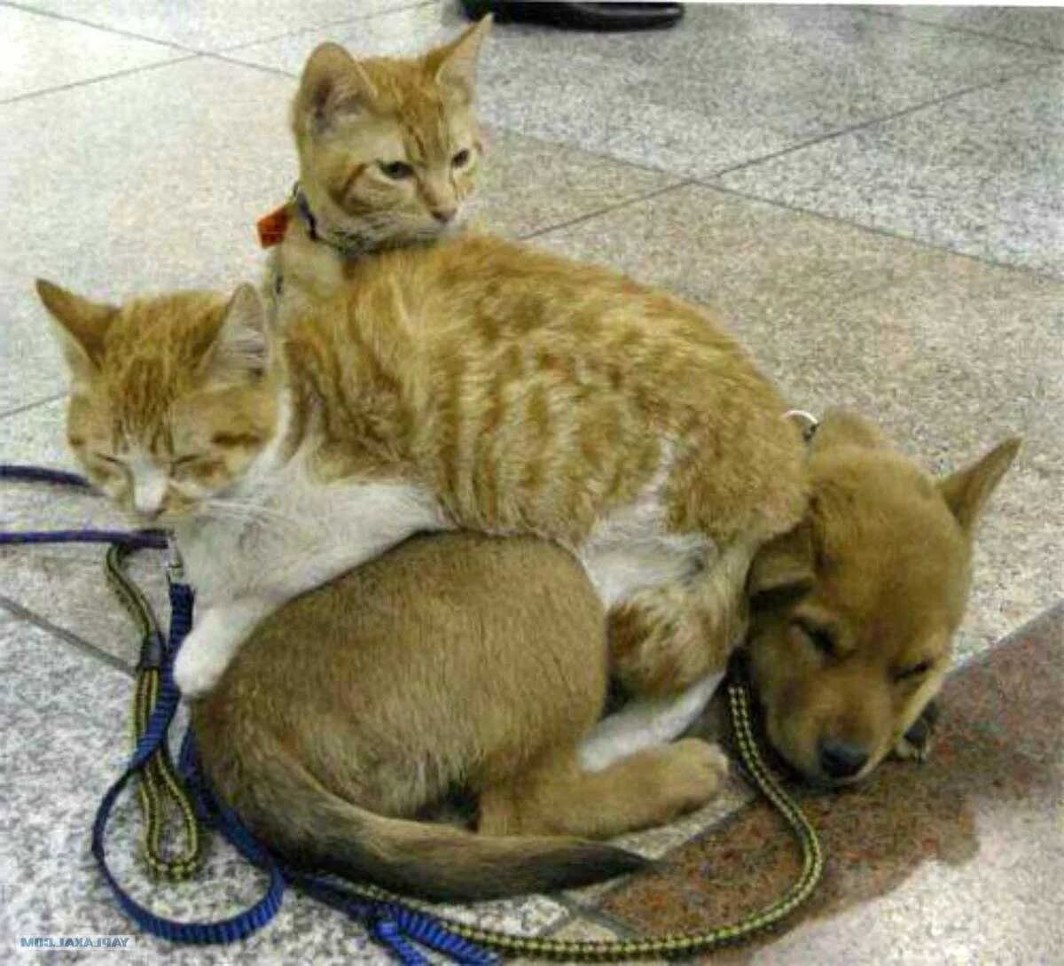 Смешные кошки и собаки. Кошки и собаки. коты и собаки приколы. фото кошек и собак.