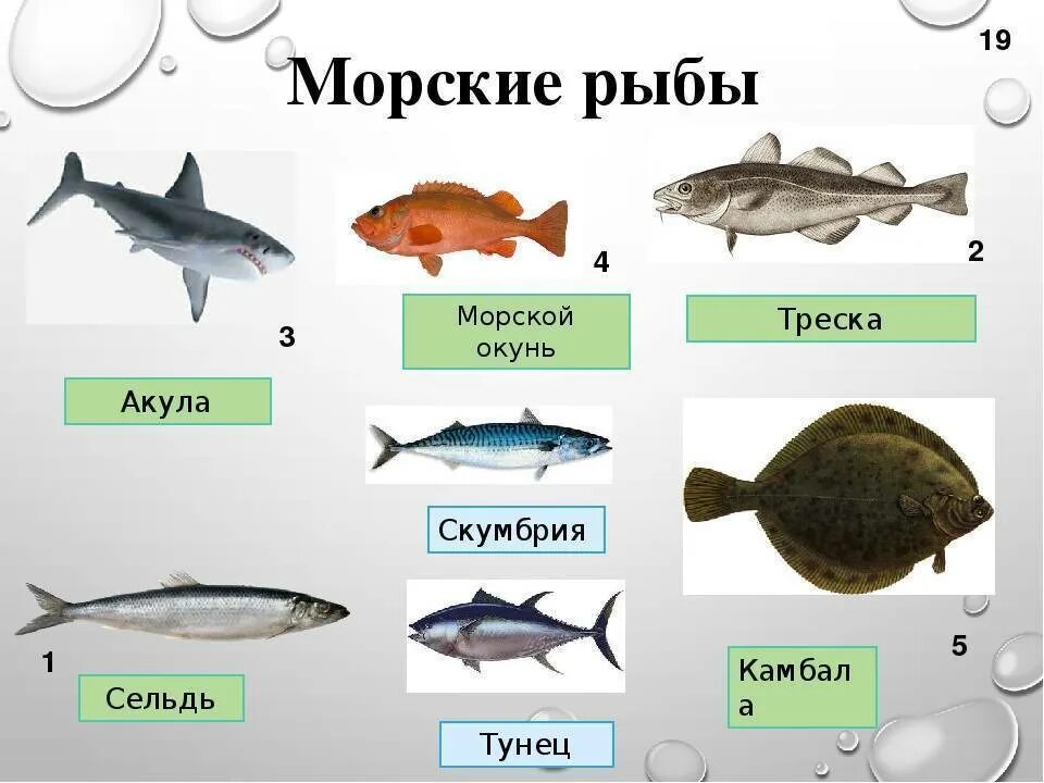 Название групп рыб. Морская рыба названия. Рыбы с названиями для детей. Рыбы морские и Пресноводные. Рыбы для дошкольников.