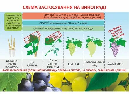 Период вегетации винограда