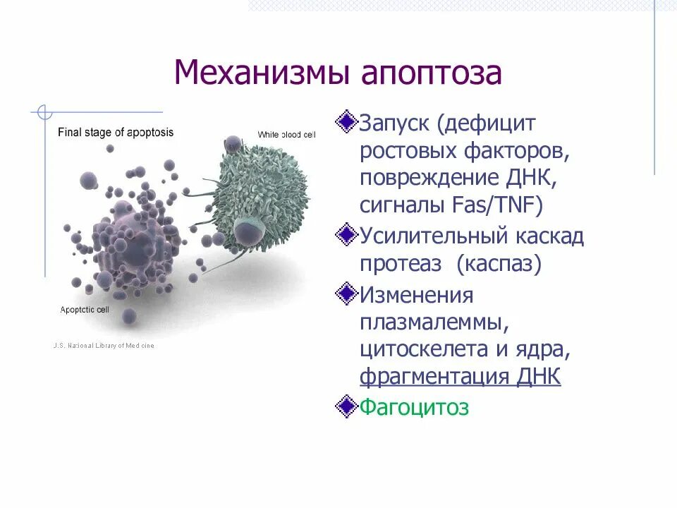 Апоптоз механизмы апоптоза. Механизм развития апоптоза. Апоптоз клетки стадии. Клеточно-молекулярные механизмы апоптоза (стадии). Содержит ферменты осуществляющие апоптоз