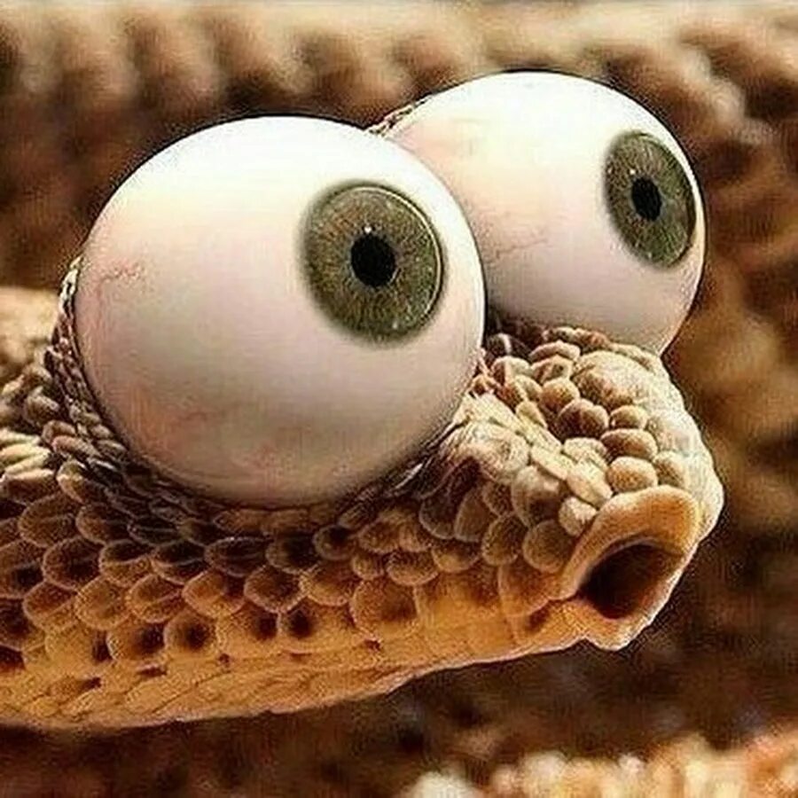 Глупые змеи. Змея с выпученными глазами. Смешная змея. Змея с большими глазами. Удивленная змея.