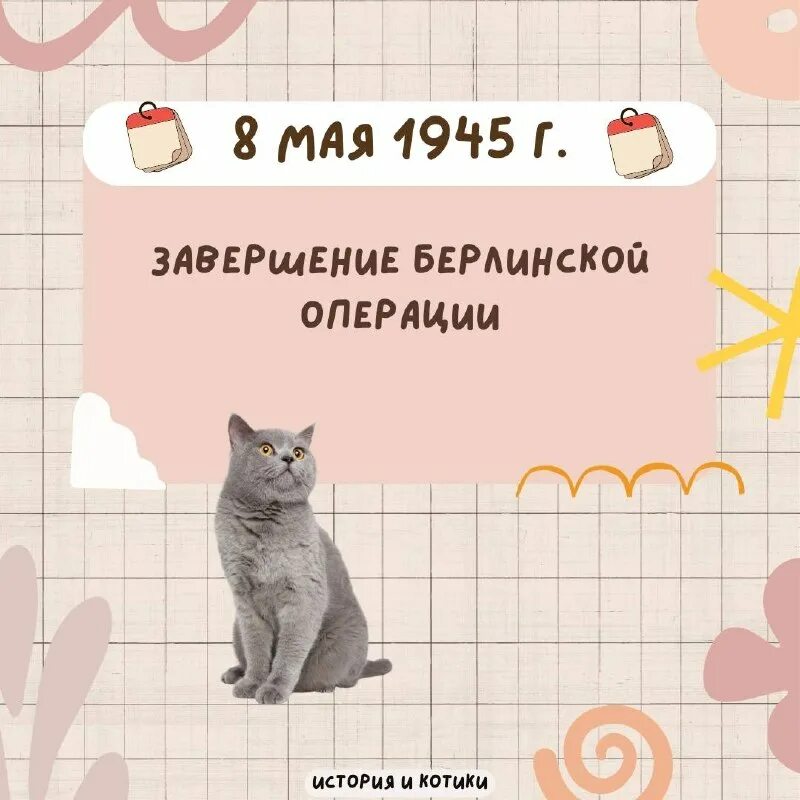 егэ и котики. история и котики егэ. егэ и котики. егэ и котики. кот егэ.