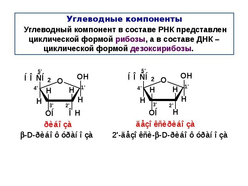 2-Дезокси-d-рибоза циклические формулы. Фуранозная форма рибозы. 2-Дезокси-d-рибозы циклическую форму.