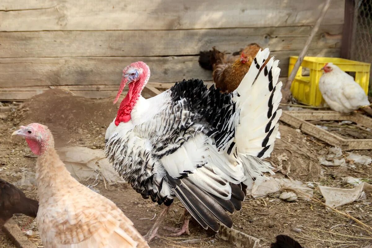 Индюшата пищат