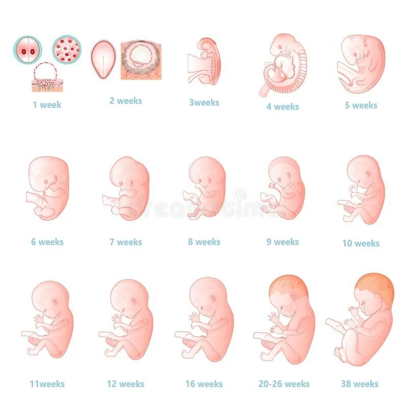6 неделя новорожденному. Формирование плода по неделям. Развитие эмбриона по неделям и дням. Эмбрион вектор.