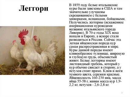 Куры леггорны характеристика отзывы фото и описание