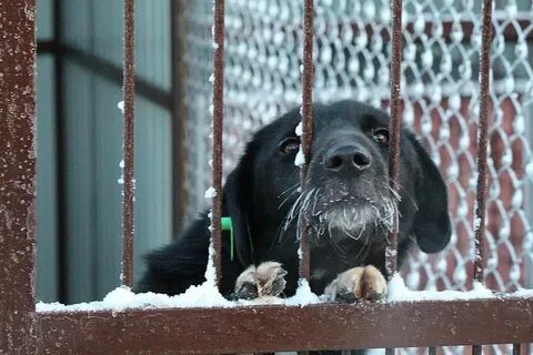 Собака нижний новгород