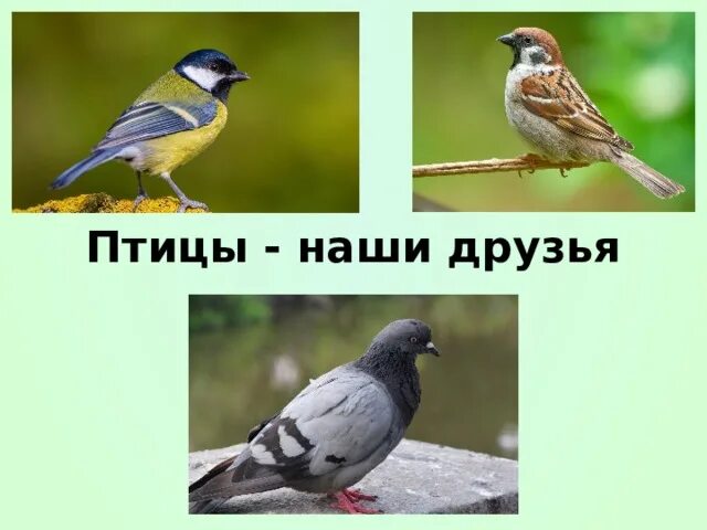 Птицы наши друзья. Птицы наши друзья на казахском. Наши пернатые друзья презентация. Птицы наши друзья доклад. Птицы наши друзья на казахском.