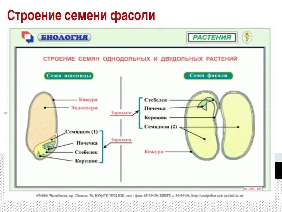 Строение семени класса однодольных. Строение однодольного семени фасоли. строение однодольных и двудольных. строение однодольных и двудольных семян пшеница и фасоль. схема строения семян однодольных и двудольных растений.