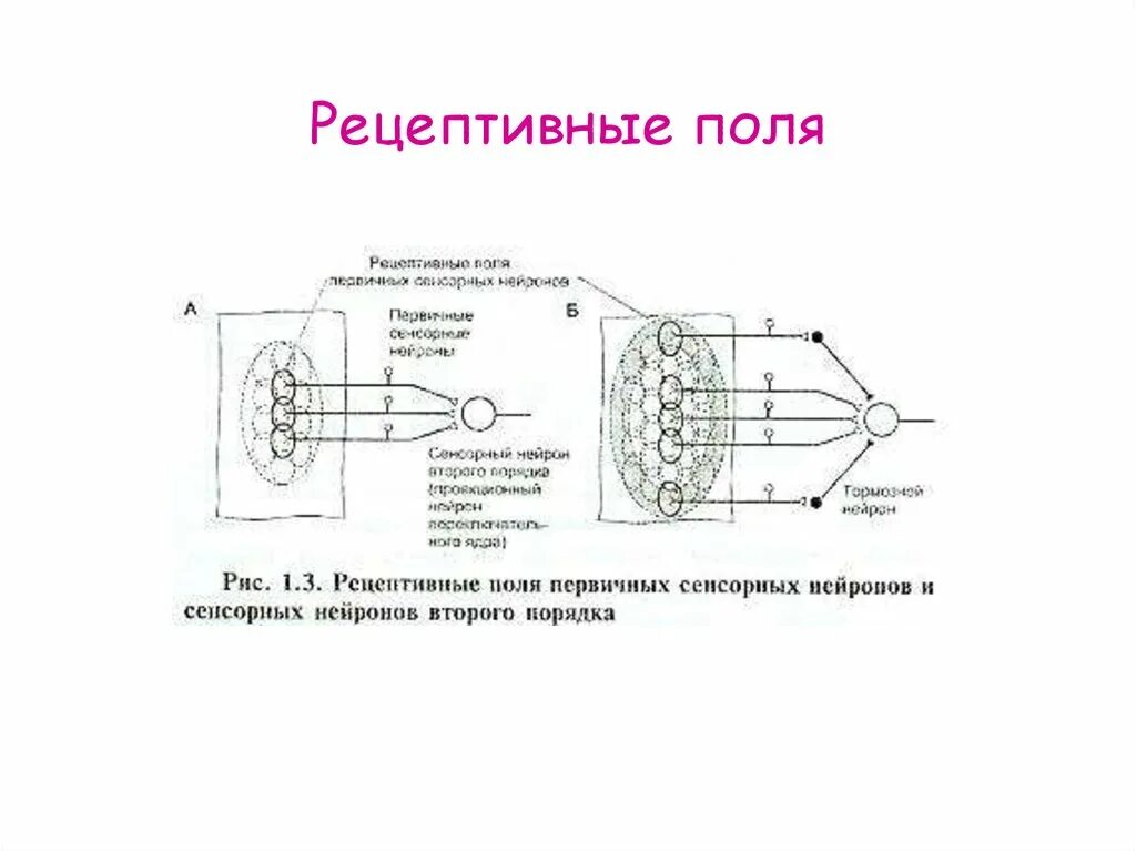 Поле рефлекса. Схема рецептивного поля защитного рефлекса. Пример рецептивного поля рефлекса. Рецептивное поле нейрона. Рецептивные и проекционные поля сенсорных нейронов.