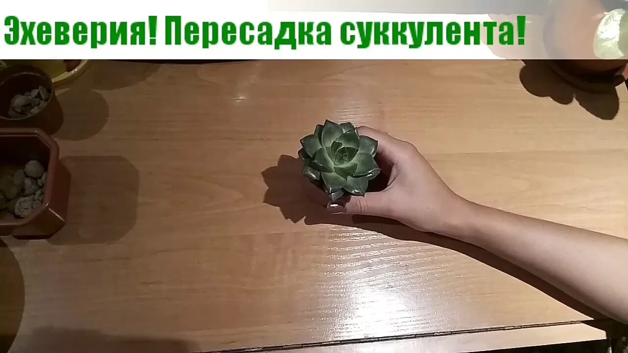 Как пересадить каменную розу