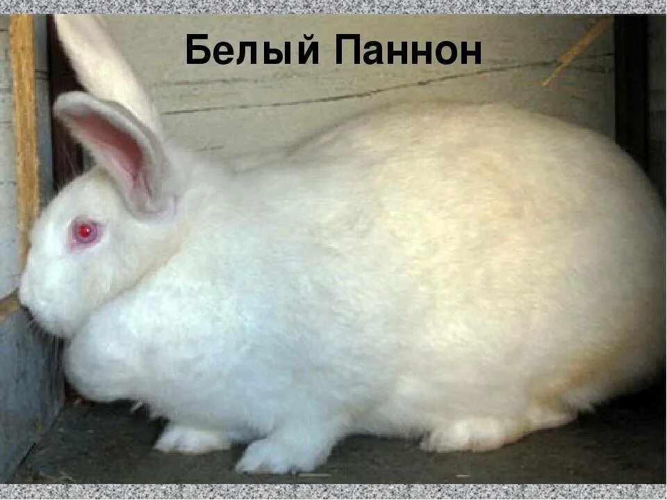 Паннон кролики описание породы. Паннон кролики описание породы. Кролики породы паннон. Паннон кролики описание породы. Паннон кролики описание породы.