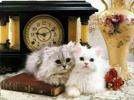 Вечера с котом 3