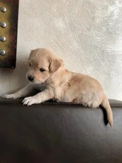 Месячный щенок