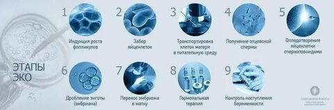 Донорская яйцеклетка эмбрион