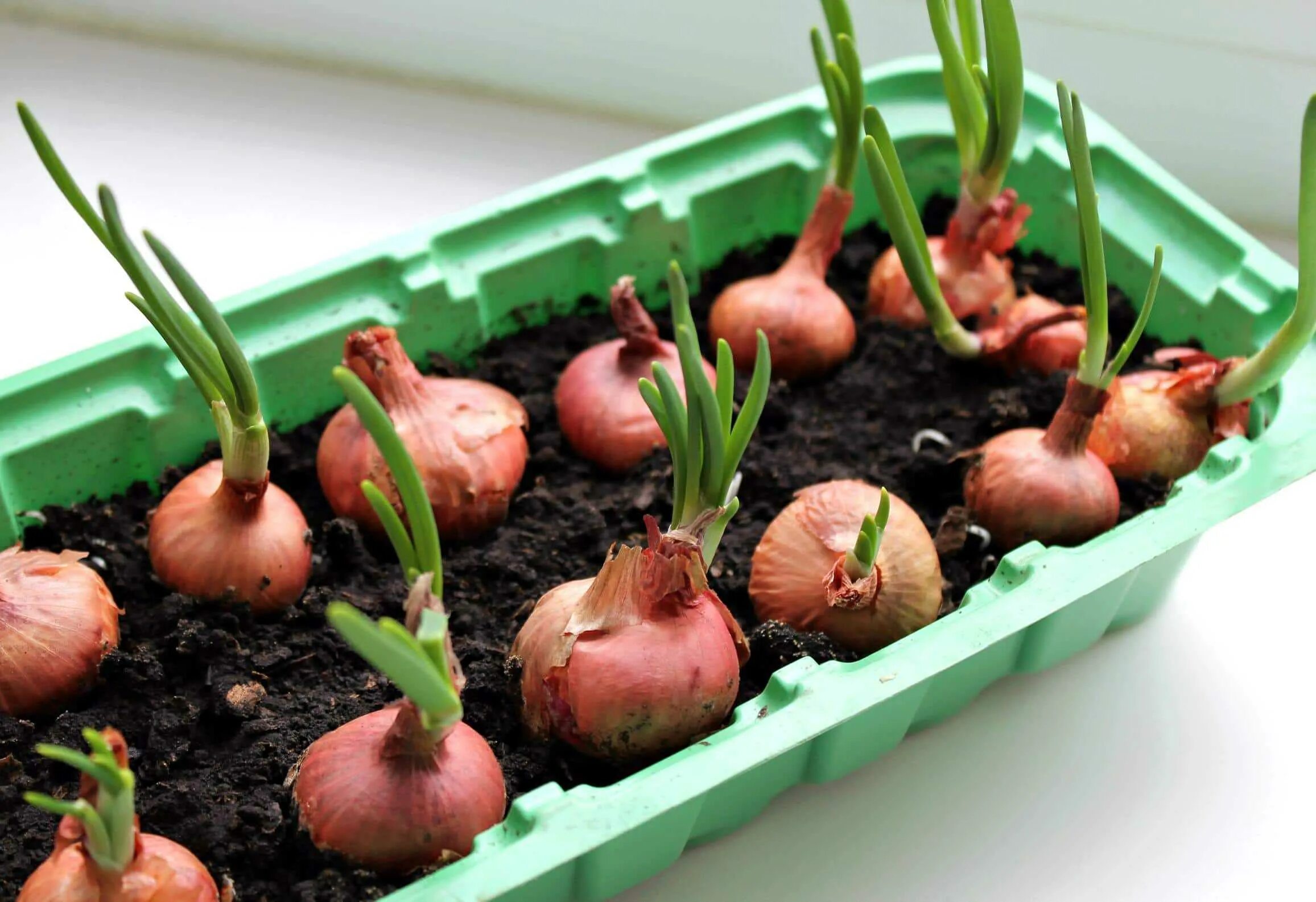 Лук шалот на зелень. Лук на подоконнике. Лук шалот на зелень. Лук на подоконнике. Лук севок зеленый.