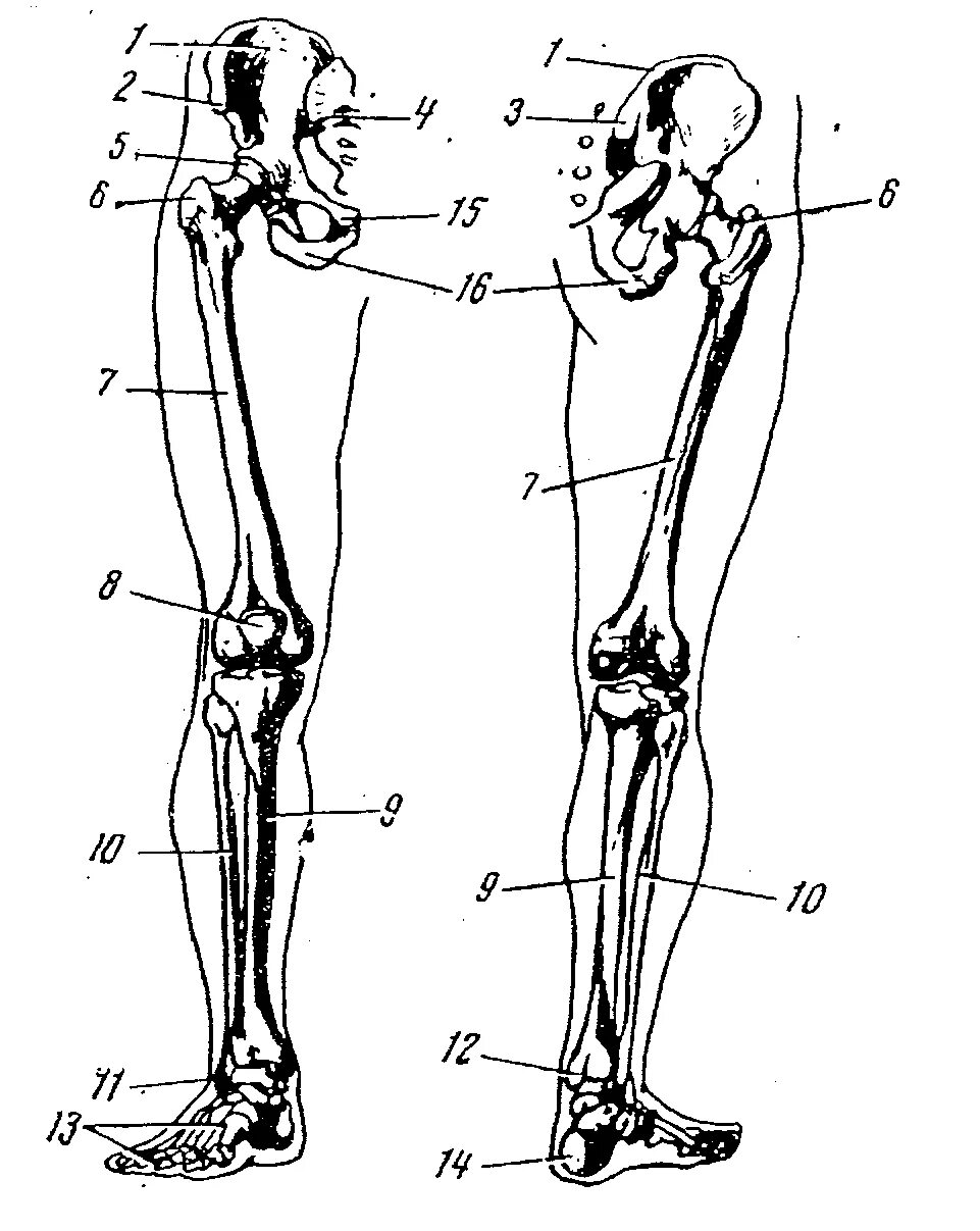 Строение конечностей рисунок. Кости нижних конечностей человека анатомия. Кости нижней конечности( кости таза и свободной нижней конечности). Скелет нижних конечностей анатомия кости. Строение нижних конечностей анатомия.
