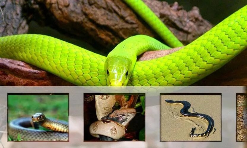 Он увидел перед собой ядовитую змею. Шипохвост австралийский змея. Самая опасная и ядовитая змея в мире. Не опасные змеи. Змеи красивые но опасные.