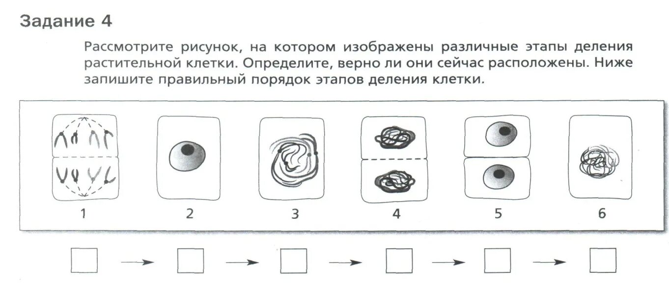 Процесс жизнедеятельности изображен на рисунке. Порядок этапов деления растительной клетки. Этапы деления клетки 5 класс биология. Деление клетки задание. Этапы деления клетки 5 класс биология задания.