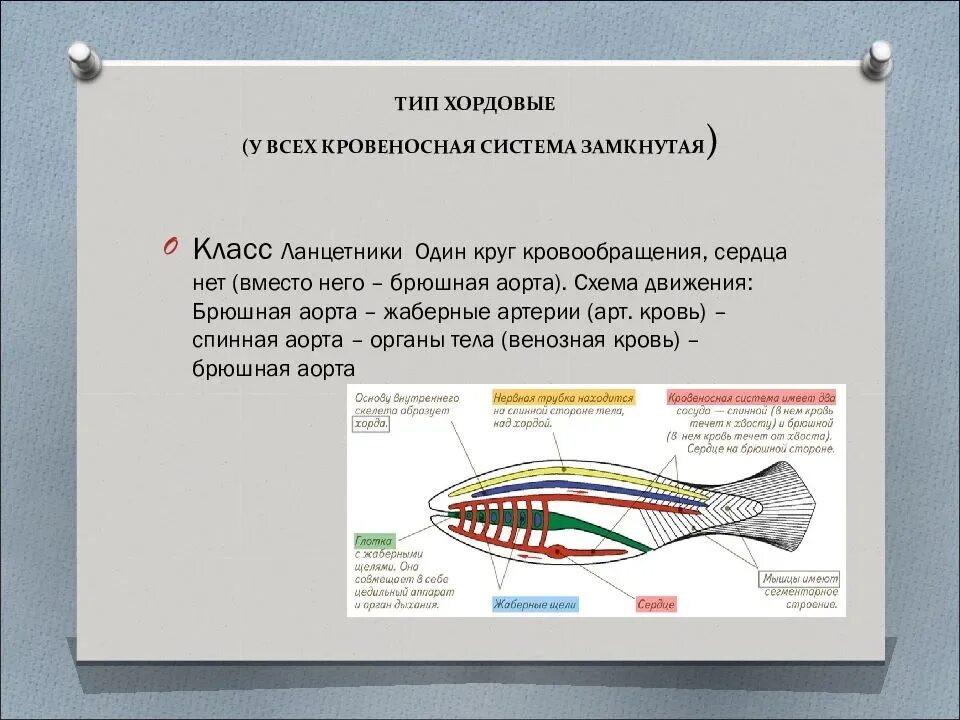 Конспект по биологии 7 класс хордовые. Кровеносная система хордовых. кровеносная система типа хордовых. отличительные особенности хордовых. тип хордовые общая характеристика.