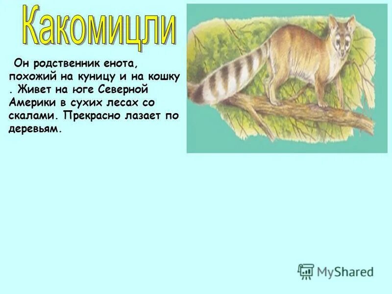 Родственник енота. Родственница енота. Родственники енотов. Хищник похожий на енота. Родня еноту.