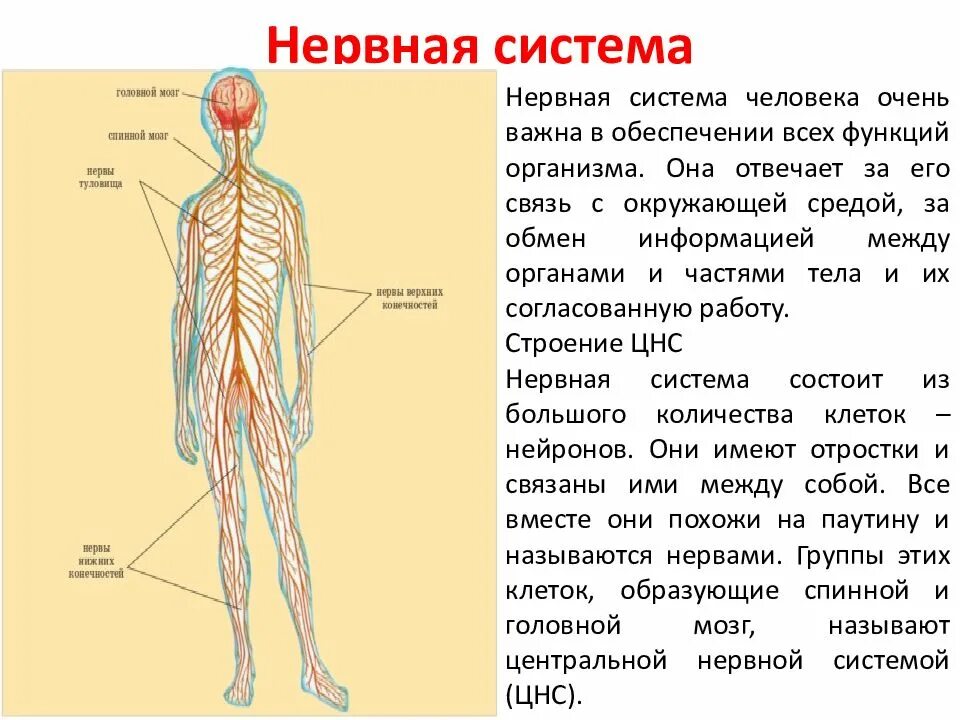 Обобщение по теме нервная система. Нервная система схема 3 класс. нервная система человека 3 класс окружающий мир доклад. нервная система человека анатомия. сообщение о нервной системе.
