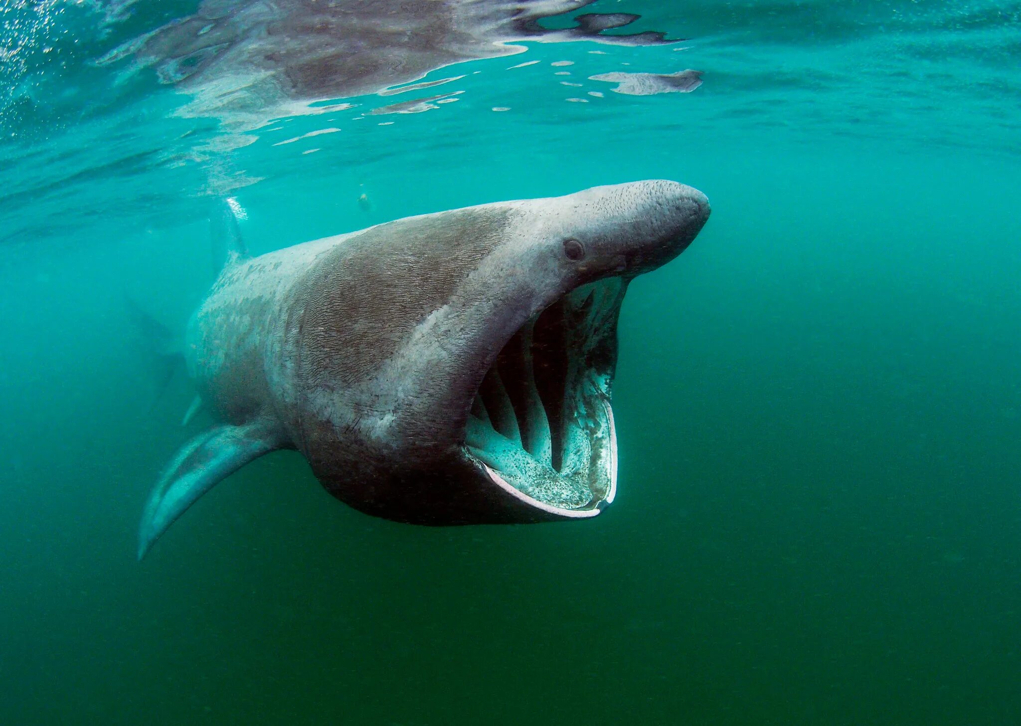 Рыба с открытым ртом. Австралийская длиннорылая акула. Баскинг Шарк. Пелагическая большеротая акула. Баскинг Шарк акула.