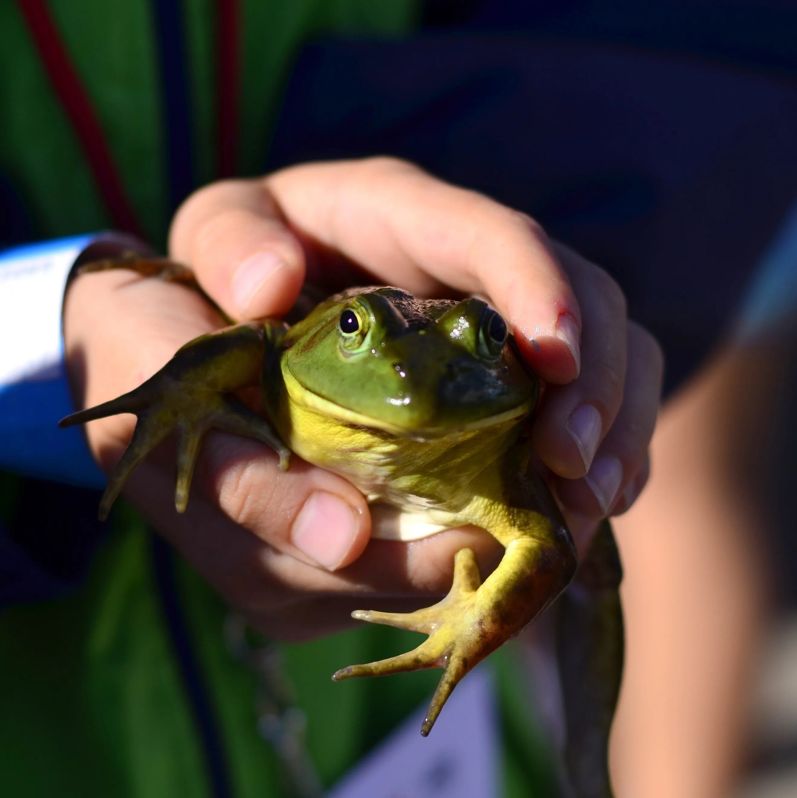 Покажи видео лягушек. Bullfrog лягушка. Жаба Буланже. Лягушки в Геншине. Лягушка на аву.