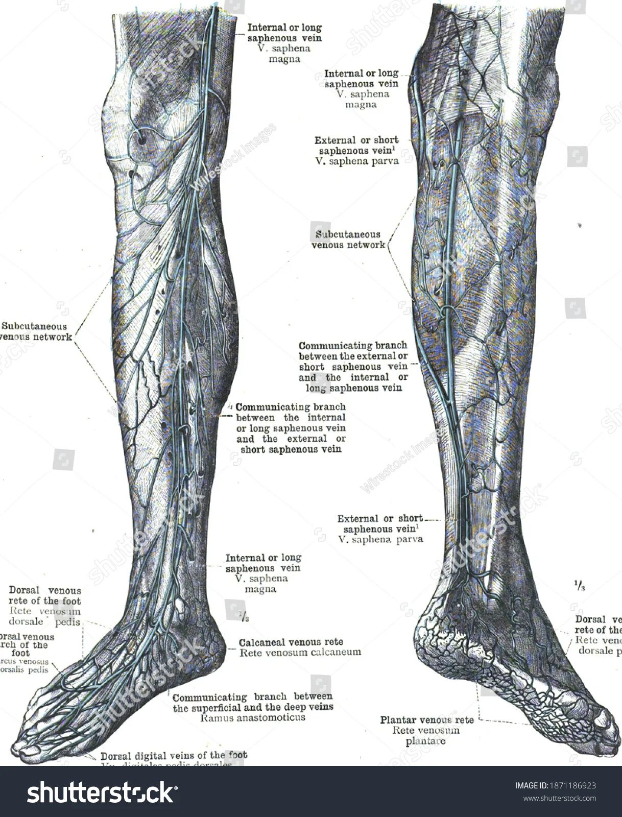 Vena saphena. Вена сафена Магна анатомия. Глубокие вены голени анатомия. Анатомия варикоза нижних конечностей.
