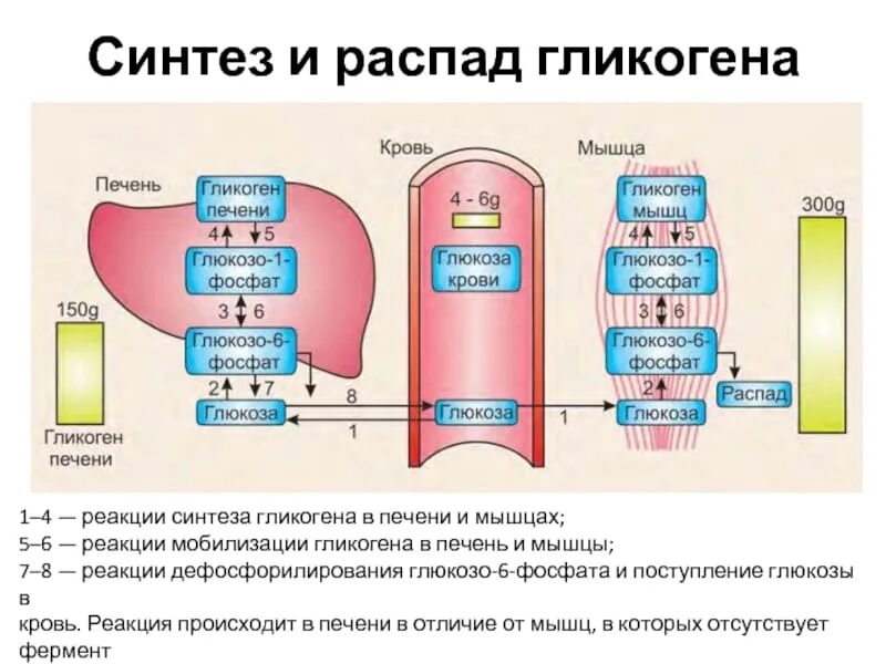 Поступление глюкозы в клетки происходит путем