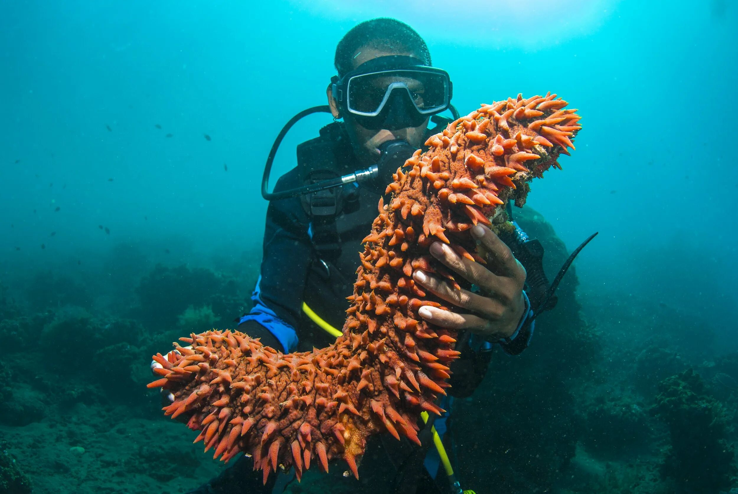 Бэк морской. Голотурия морской огурец. Голотурия трепанг. Голотурии иглокожие. Гигантский калифорнийский морской огурец.