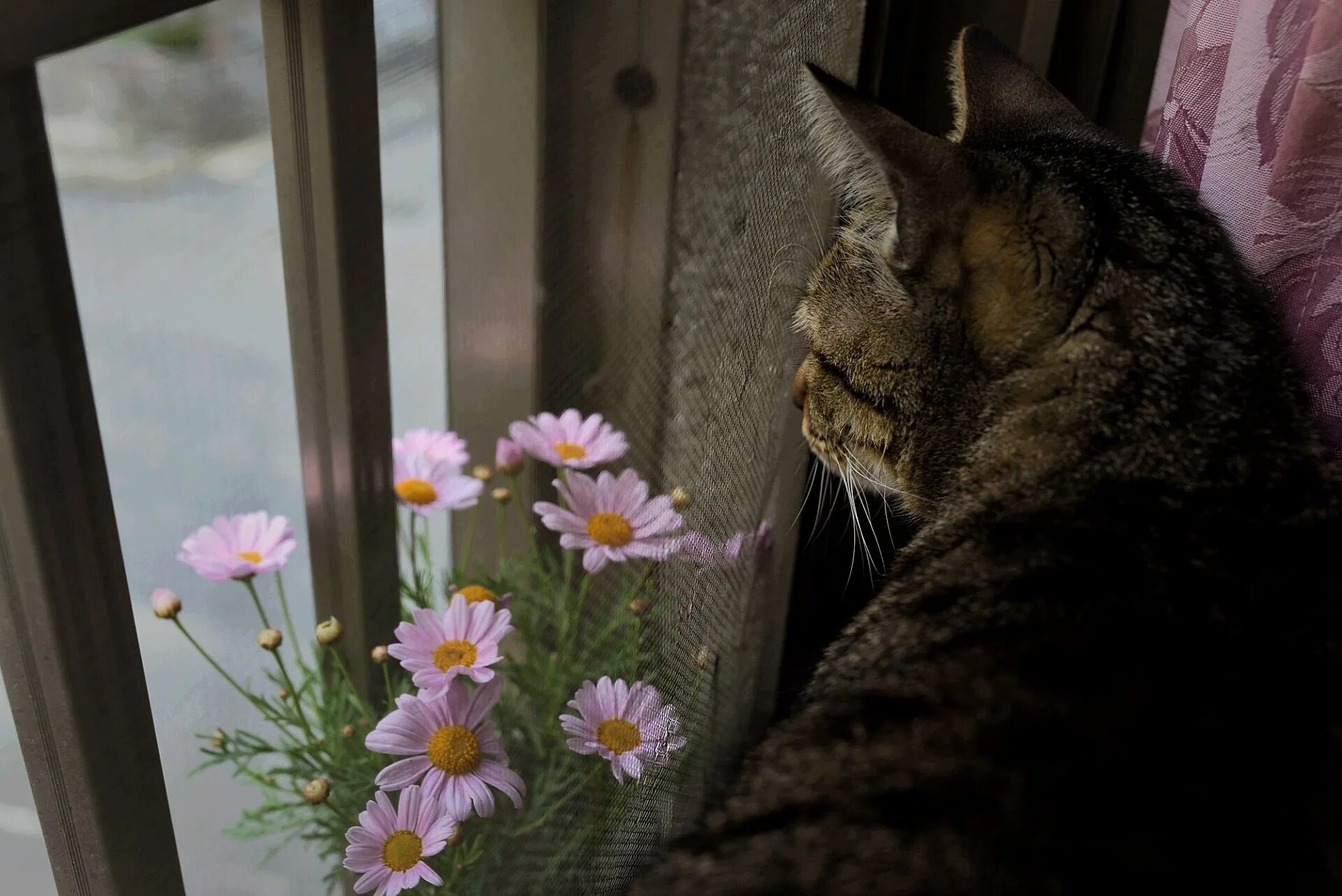 Кот под окном. Кот на окне. Кошка на подоконнике. Котик на подоконнике.