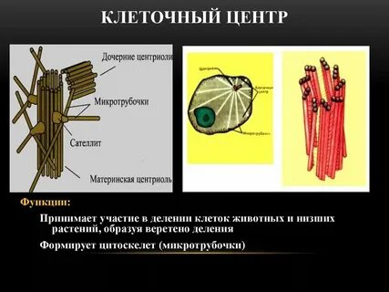 Деление клетки это клеточный центр