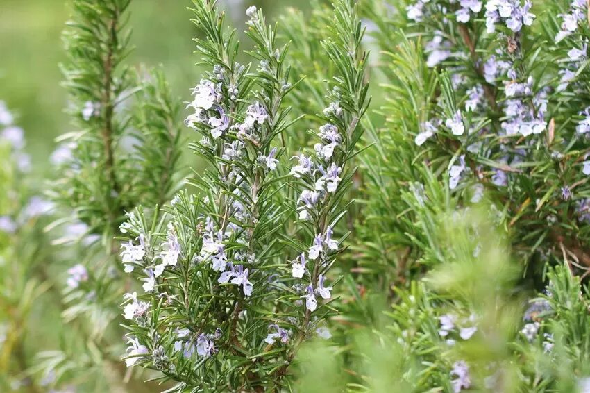 Розмарин abraxas. Розмарин officinalis. Розмарин стелющийся. Розмарин калининград. Розмарин стелющийся.