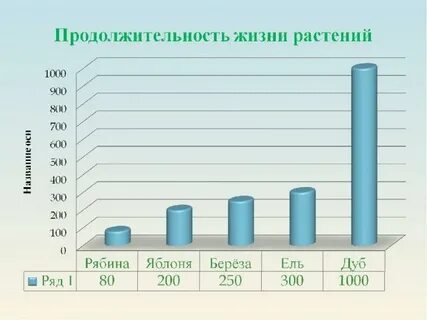 Яблоня продолжительность