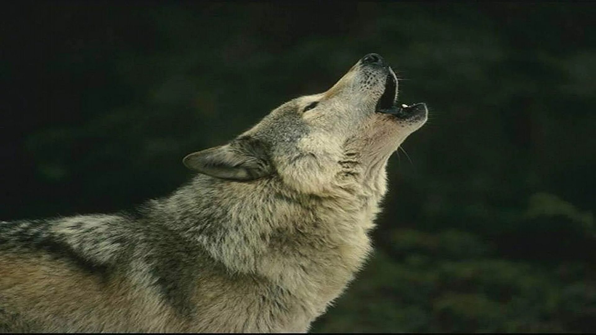Волк. Воющий волк. Волчица воет. Волк на рабочий стол.