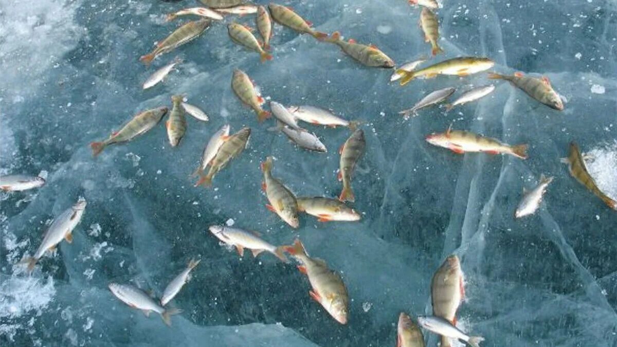 Окунь подо льдом. Рыбы зимой подо льдом. Рыбы зимой. Замерзшая рыба. Рыбы зимой подо льдом.