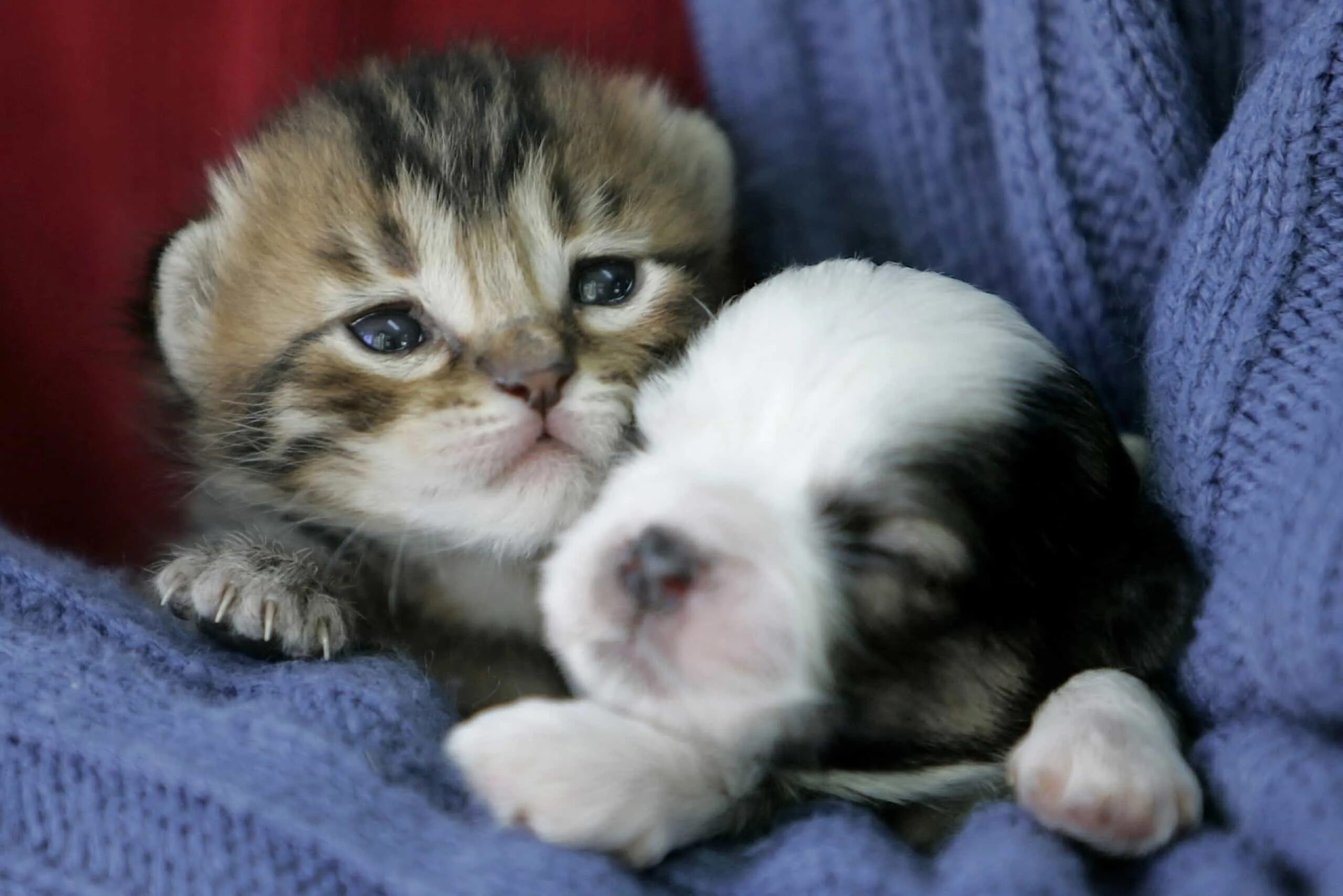 Кошечки собачки мир. Милые котята. Милые котята и щенки. Щенок и котенок. Картинки милых котят.