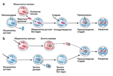 Улучшить яйцеклетки форум