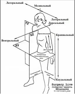 Направления анатомии человека