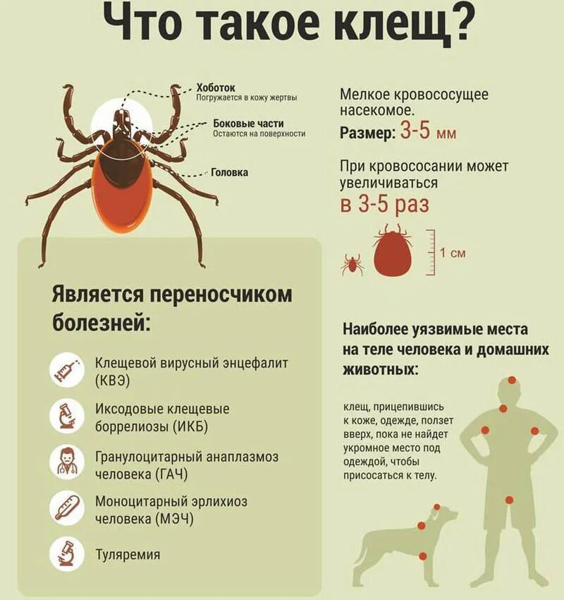 Как определить есть ли клещ. Клещ энцефалитный переносчик. клещи иксодовые клещевой энцефалит. иксодовый клещевой боррелиоз профилактика. симптомы укуса энцефалитного клеща.