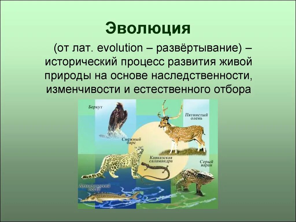 Как называют процесс исторического развития живой природы. Эволюция это в биологии. Историческое развитие живой природы. Концепции эволюции живой природы. Эволюционное развитие.