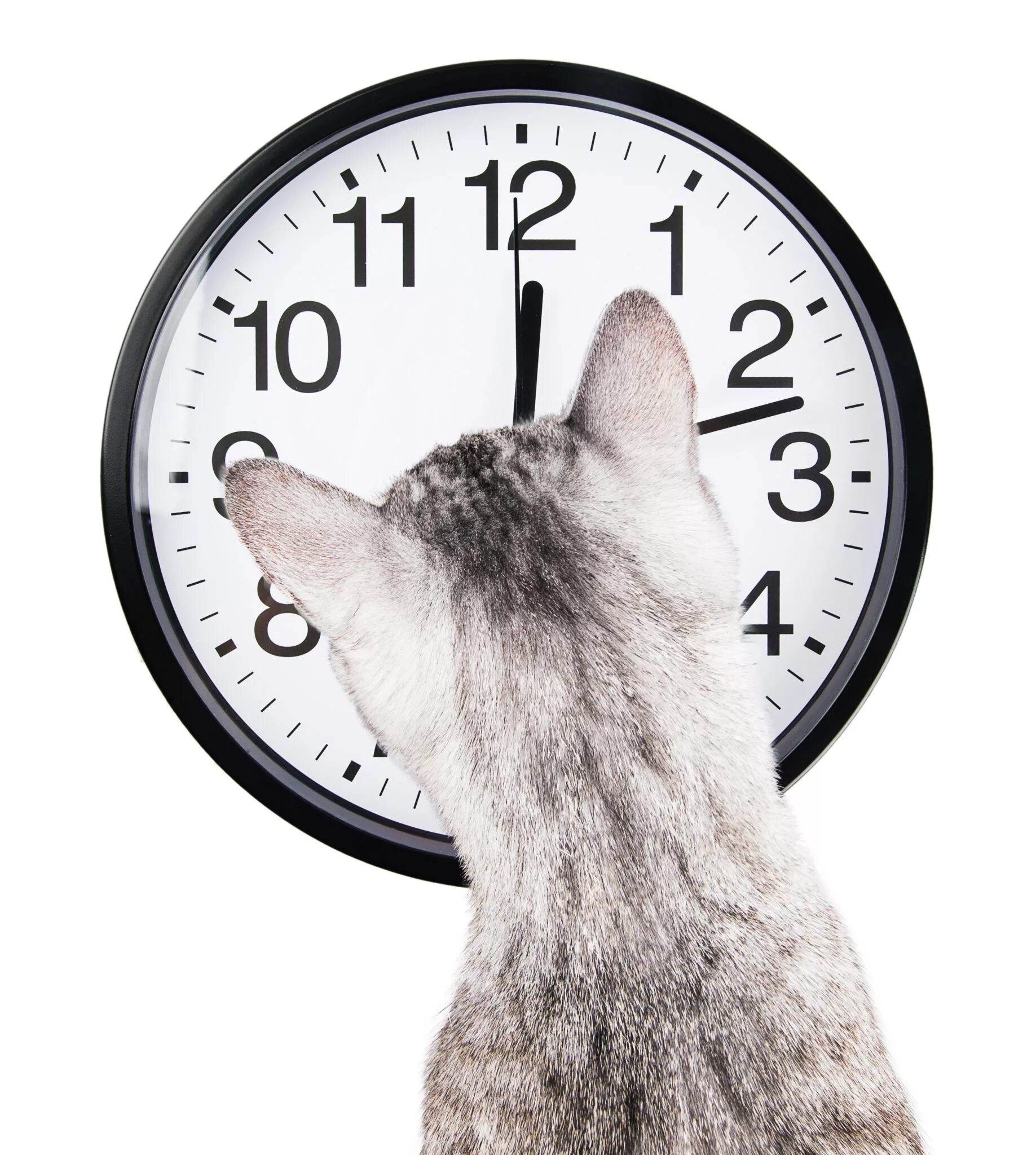 Кот и часы. Кот и часы. Мем котик с часами пора. Кот и часы мем. Котик с часами.