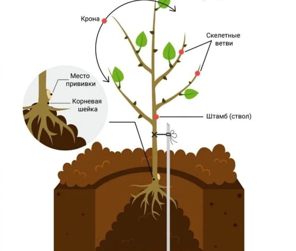 Корневая шейка грецкого ореха. Схема посадка саженца плодовых деревьев. Схема посадки саженца грецкого ореха. Схема посадки абрикоса.