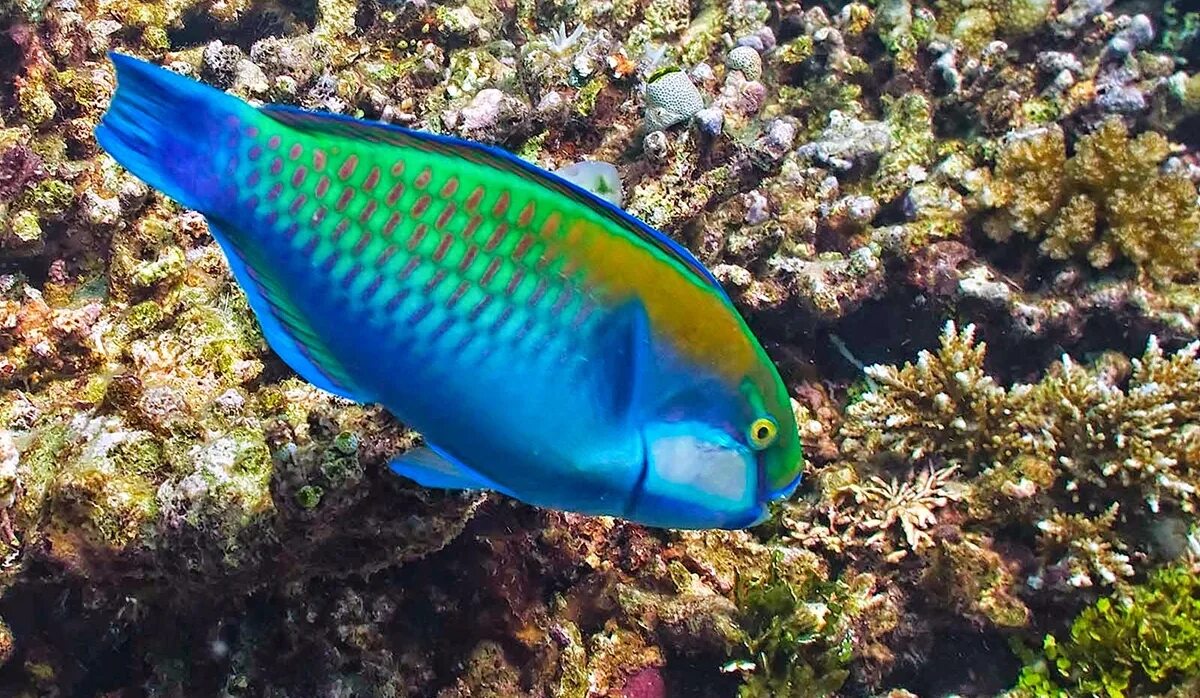 Polaris parrotfish