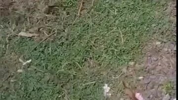 Bokepindoh13